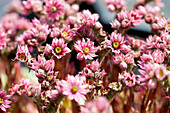 Sempervivum arachnoideum