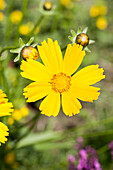 Chrysopsis villosa