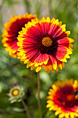 Gaillardia x grandiflora 'Torchlight