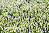 Salvia nemorosa, weiß