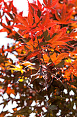 Acer palmatum 'Bloodgood