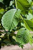 Morus alba 'Pendula'