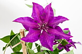 Clematis 'Fleuri'