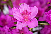 Rhododendron obtusum 'Königstein'