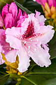 Rhododendron 'Progrès'