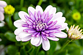 Osteospermum ecklonis FlowerPower® 'Violett Ice'
