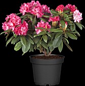 Rhododendron yakushimanum 'Anuschka