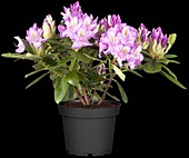 Rhododendron 'Pink Purple Dream'®
