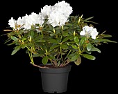 Rhododendron yakushimanum 'Snowcrowns