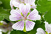 Geranium renardii