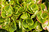 Hydrangea macrophylla 'Magical Greenfire'®