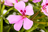 Pelargonium peltatum