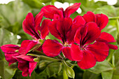 Pelargonium peltatum