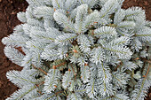 Picea pungens 'Glauca Globosa'