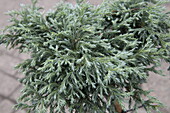 Juniperus squamata 'Blue Star', Stamm