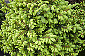 Picea omorika 'Nana'