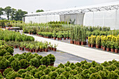 Conifers Quatier in tree nursery