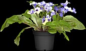 Streptocarpus