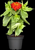 Zinnia elegans, red