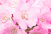 Rhododendron yakushimanum 'Frühlingsanfang' (Beginning of spring)