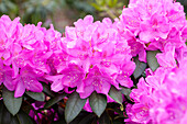 Rhododendron 'Catawbiense Boursault' hybrid