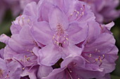 Rhododendron hybride 'Catawbiense Boursault' I