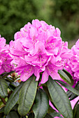 Rhododendron 'Catawbiense Boursault' hybrid