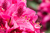 Rhododendron 'Hachmann´s Feuerschein'®