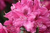 Rhododendron hybrid 'Hachmanns Feuerschein -R- III'.