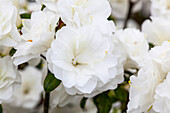 Rhododendron obtusum 'Schneeperle'®