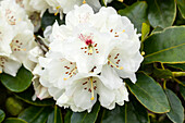 Rhododendron 'Breslau'