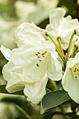 Rhododendron Graf Lennart