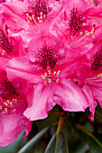 Rhododendron 'Pearce's American Beauty'