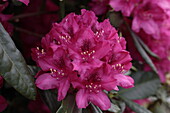 Rhododendron hybrid 'America II'
