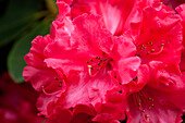 Rhododendron 'Hachmann´s Feuerschein'®