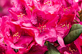 Rhododendron 'Erato'(s)