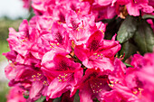 Rhododendron 'Erato'(s)