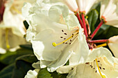 Rhododendron hybrid