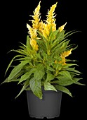 Celosia argentea 'Kelos Fire Yellow'