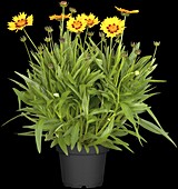 Coreopsis