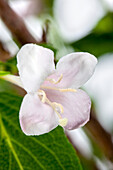 Weigela 'Boskoop Glory'