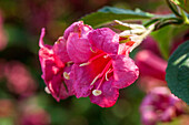 Weigela 'Red Prince'