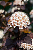 Physocarpus opulifolius 'Summer Wine'®