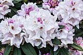 Rhododendron 'Bruno Leipacher