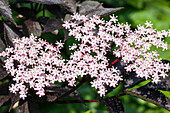 Sambucus nigra 'Black Lace'(s)