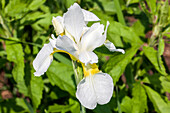 Iris sibirica 'Snow Queen