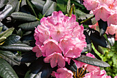 Rhododendron 'Johann Bruns