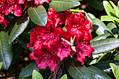 Rhododendron insigne 'Bruns Bolero'