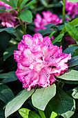 Rhododendron 'June Fire