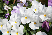 Viola cornuta, white